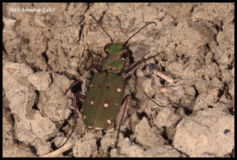 Dati su Cicindela campestris siculorum (Schilder, 1953).